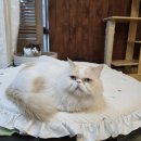 하이바이 동물위탁센터 대구점 이미지