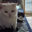 삼겹이운다 | 마곡 트레이더스 뿌시기(먹거리 가격 정리, 오리한마리월남쌈, LA갈비, 어복쟁반, 열칼제비 후기)