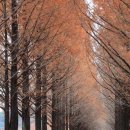 가로수길 이미지