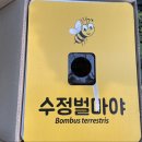 수정벌마야 이미지