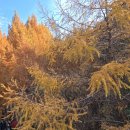 장태산 자연 휴양림 이미지