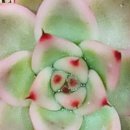 솔레미오 이미지