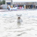 도그플레이스 이미지