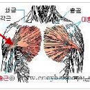 오른 쪽 대흉근이 뜨끔 뜨끔 합니다,,,, 이미지