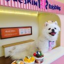 마루네 애견사랑 | 구월동 강아지 사진관 &#39;헤이멍&#39; 셀프촬영! 인천애견카페