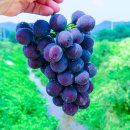 향기포도농원 이미지