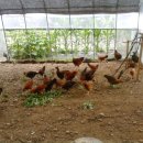 가은3호 이미지