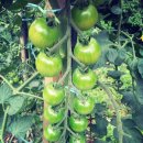 봉일농장 이미지