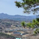진산인삼
