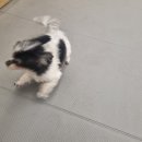 도그베이 오산점 | [일기] 말티치 방울이 오산 애견카페 도그베이 내돈내산 호텔링 후기