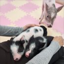 피그월드 이미지