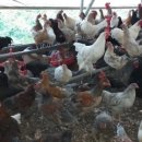 바람골농장 이미지