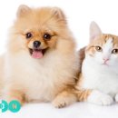 강아지와 고양이 이미지