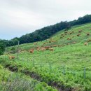 꽃지주유소 이미지