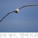 알바트로스 이미지