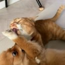 그루밍스토리 이미지