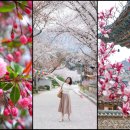 운문산 둘레길 | 청도 여행 따뜻한 봄날의 운문사, 운문산 둘레길