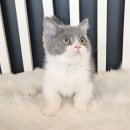 분당고양이분양 나비캣 이미지