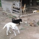 평화로3 Daum카페