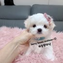 하늘켄넬 네이버블로그