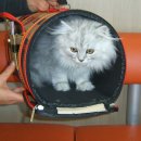 오수의과 동물병원 이미지