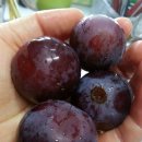 정일농장 이미지