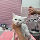 밀크펫살롱 이미지