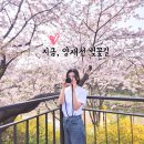 밀미리 | 양재천 벚꽃길 주차장 개화 서울 강남 벚꽃 명소 밀미리다리 매봉역에서 가는방법 포토존 4월 가볼만한곳