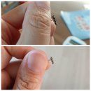 도금 | 다이소 은세척제 주얼리클리너 녹슨 은세척 도금세척 후기
