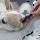 보라매동물병원 이미지