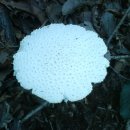 하얀버섯 이미지