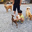 아기애견 이미지