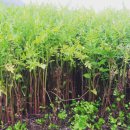 화순불미나리 이미지