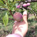 혜영농장 이미지