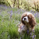 강아지소풍 이미지