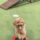 [가평 : 갤럭시하우스 스파펜션&amp;애견펜션] 서울 근교 운동장 넓은 애견 동반 계곡 펜션