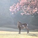 충장로446번길 이미지