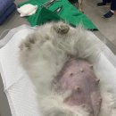 온 동물의료센터 이미지