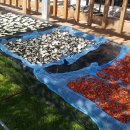 행복한 굼벵이 마을 이미지