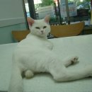 퍼피캣동물병원 이미지