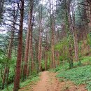 원주굽이길 16코스 매지순환둘레길 | [원주 트레킹] 원주굽이길 16코스 매지순환둘레길, 숲을 좋아한다면 강추!