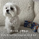 송약국 | 인천 넥스가드 약국 가격 비교 및 온누리·이음카드 할인 꿀팁 | 복용 방법 &amp; 효과 총정리