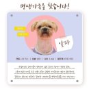 못된 강아지 | 서울근교 경기도 이천 CRK 유기견 봉사 방문 후기