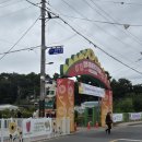 CU함안산업단지점 | 함안 가볼만한곳 강주 해바라기마을 축제 지금 가장 예쁜 여름 꽃명소