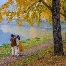 안개로가로수 이미지