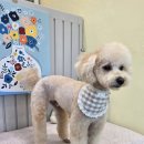 우리집강아지예쁘개 이미지