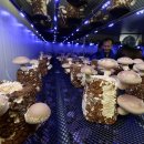 시영농장 이미지