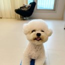 마이리틀메이트 | [강아지운동기구] 소형견 대형견 다리근육 강화를 위한 강아지피트니스 마이리틀메이트 롱밸런스빔 사용후