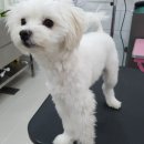 개멋지냥 이미지