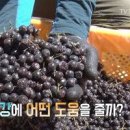 신의 열매 아로니아 용도, 효능, 수확시기, 담금주, 발효액 만들기, 이미지